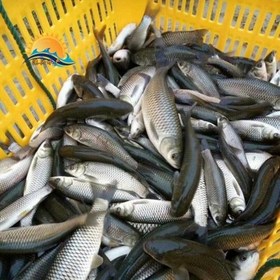 優(yōu)質(zhì)草魚苗批發(fā) 廣東港興水產(chǎn)提供3-8公分魚苗，價(jià)格合理